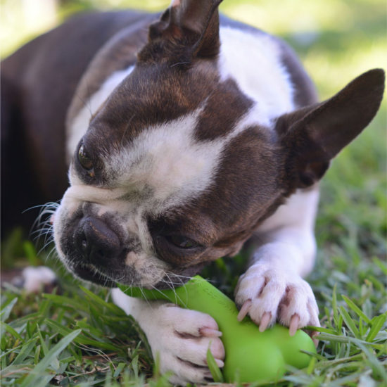 Image rogz Игрушка для собак &quot;Кость из литой резины малая&quot; Da Bone Rubber Chew Toy (Оранжевый)